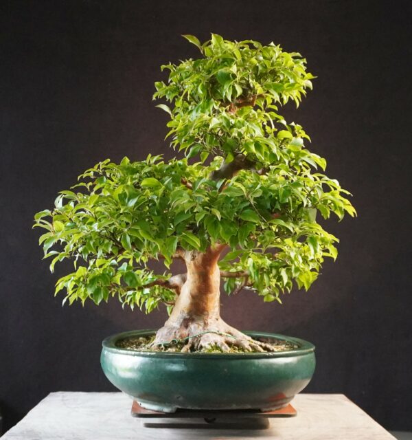 Stewartia monadelpha | 57 cm | Japan | Elegant Flowering Bonsai with Twin Trunk Style - Afbeelding 4