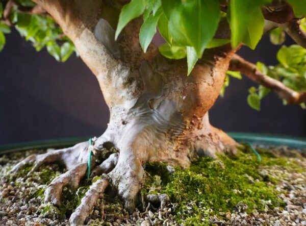 Stewartia monadelpha | 57 cm | Japan | Elegant Flowering Bonsai with Twin Trunk Style - Afbeelding 5