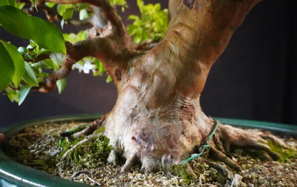 Stewartia monadelpha | 57 cm | Japan | Elegant Flowering Bonsai with Twin Trunk Style - Afbeelding 6