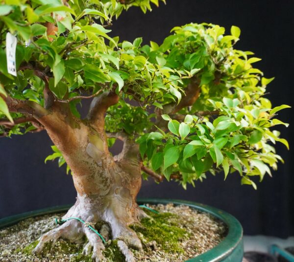 Stewartia monadelpha | 57 cm | Japan | Elegant Flowering Bonsai with Twin Trunk Style - Afbeelding 7