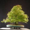 Acer palmatum | 50 cm | Japan | Elegant Twin-Trunk Japanese Maple with Refined Potential