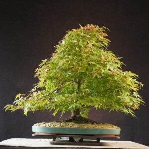 Acer palmatum | 50 cm | Japan | Elegant Twin-Trunk Japanese Maple with Refined Potential
