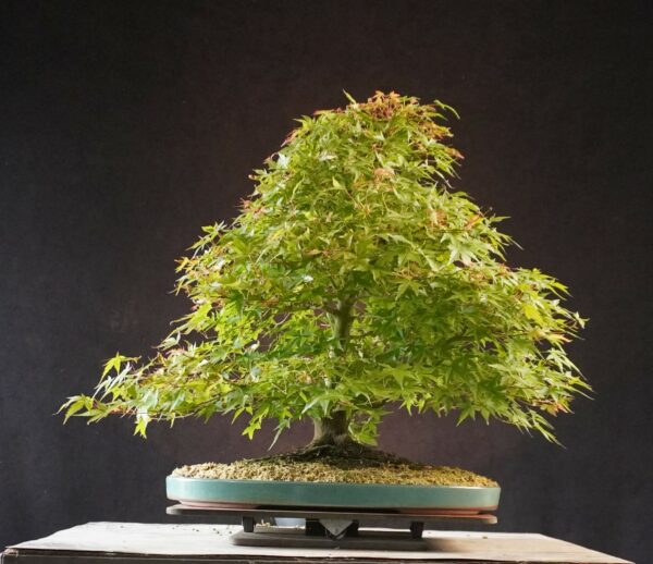 Acer palmatum | 50 cm | Japan | Elegant Twin-Trunk Japanese Maple with Refined Potential