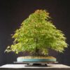 Acer palmatum | 50 cm | Japan | Elegant Twin-Trunk Japanese Maple with Refined Potential - Afbeelding 2