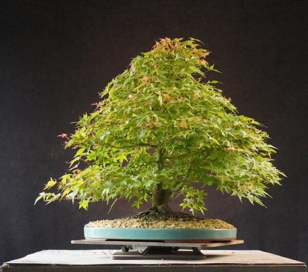 Acer palmatum | 50 cm | Japan | Elegant Twin-Trunk Japanese Maple with Refined Potential - Afbeelding 2