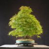 Acer palmatum | 50 cm | Japan | Elegant Twin-Trunk Japanese Maple with Refined Potential - Afbeelding 3