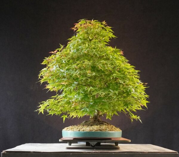 Acer palmatum | 50 cm | Japan | Elegant Twin-Trunk Japanese Maple with Refined Potential - Afbeelding 3