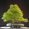 Acer palmatum | 50 cm | Japan | Elegant Twin-Trunk Japanese Maple with Refined Potential - Afbeelding 4