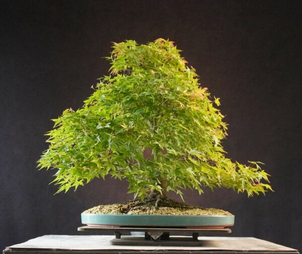 Acer palmatum | 50 cm | Japan | Elegant Twin-Trunk Japanese Maple with Refined Potential - Afbeelding 4