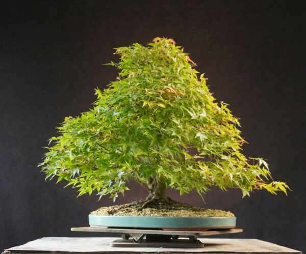 Acer palmatum | 50 cm | Japan | Elegant Twin-Trunk Japanese Maple with Refined Potential - Afbeelding 5