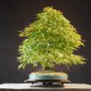 Acer palmatum | 50 cm | Japan | Elegant Twin-Trunk Japanese Maple with Refined Potential - Afbeelding 6
