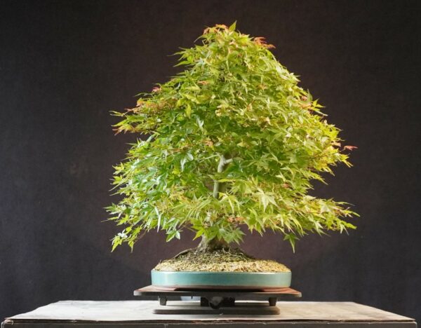 Acer palmatum | 50 cm | Japan | Elegant Twin-Trunk Japanese Maple with Refined Potential - Afbeelding 6
