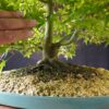 Acer palmatum | 50 cm | Japan | Elegant Twin-Trunk Japanese Maple with Refined Potential - Afbeelding 7
