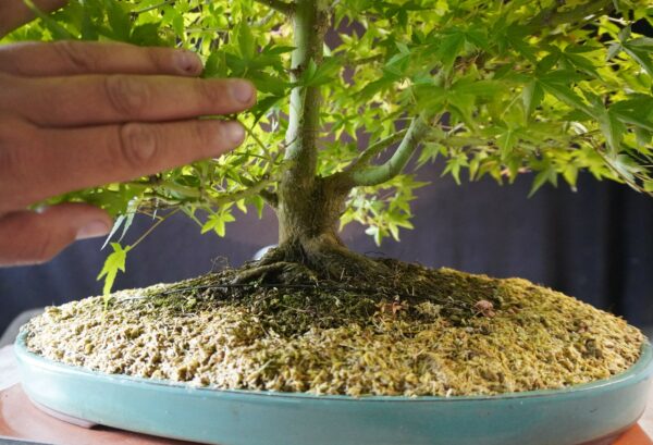 Acer palmatum | 50 cm | Japan | Elegant Twin-Trunk Japanese Maple with Refined Potential - Afbeelding 7