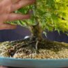 Acer palmatum | 50 cm | Japan | Elegant Twin-Trunk Japanese Maple with Refined Potential - Afbeelding 8