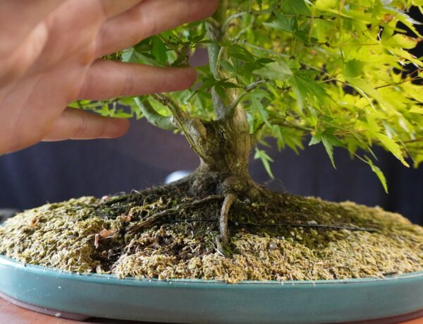 Acer palmatum | 50 cm | Japan | Elegant Twin-Trunk Japanese Maple with Refined Potential - Afbeelding 8