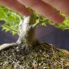 Acer palmatum | 50 cm | Japan | Elegant Twin-Trunk Japanese Maple with Refined Potential - Afbeelding 9