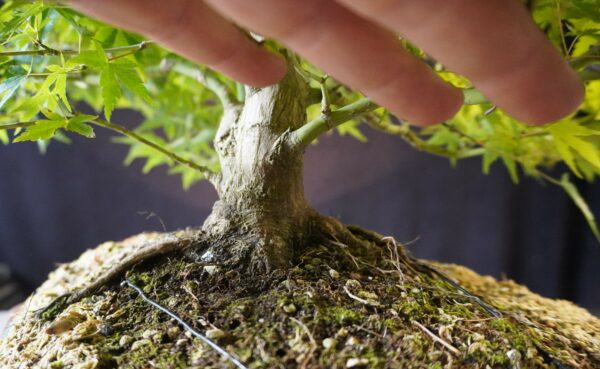 Acer palmatum | 50 cm | Japan | Elegant Twin-Trunk Japanese Maple with Refined Potential - Afbeelding 9