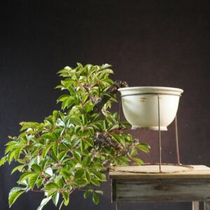 Parthenocissus | 50 cm | Japan | Graceful Kengai Cascade with Flowing Elegance