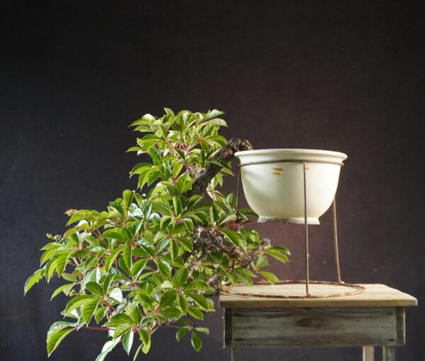 Parthenocissus | 50 cm | Japan | Graceful Kengai Cascade with Flowing Elegance