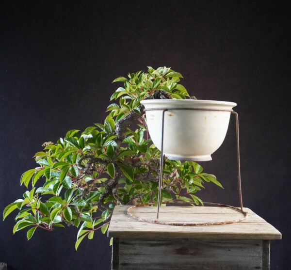 Parthenocissus | 50 cm | Japan | Graceful Kengai Cascade with Flowing Elegance - Afbeelding 2