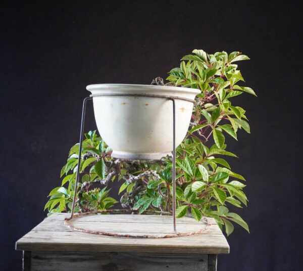 Parthenocissus | 50 cm | Japan | Graceful Kengai Cascade with Flowing Elegance - Afbeelding 3