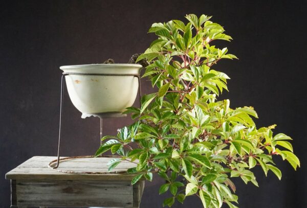 Parthenocissus | 50 cm | Japan | Graceful Kengai Cascade with Flowing Elegance - Afbeelding 4