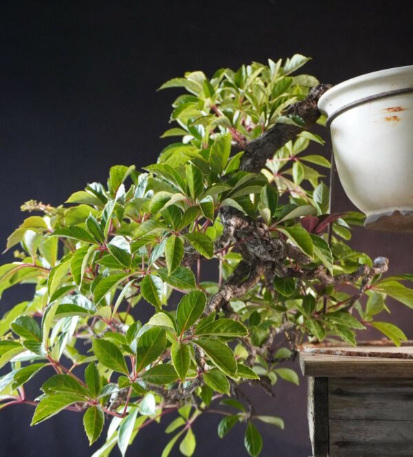 Parthenocissus | 50 cm | Japan | Graceful Kengai Cascade with Flowing Elegance - Afbeelding 5