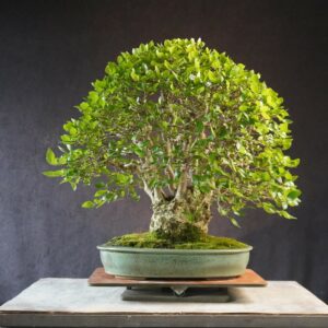Carpinus turczanowii | 48 cm | Japan | Majestic Multi-Trunk Korean Hornbeam with Natural Presence