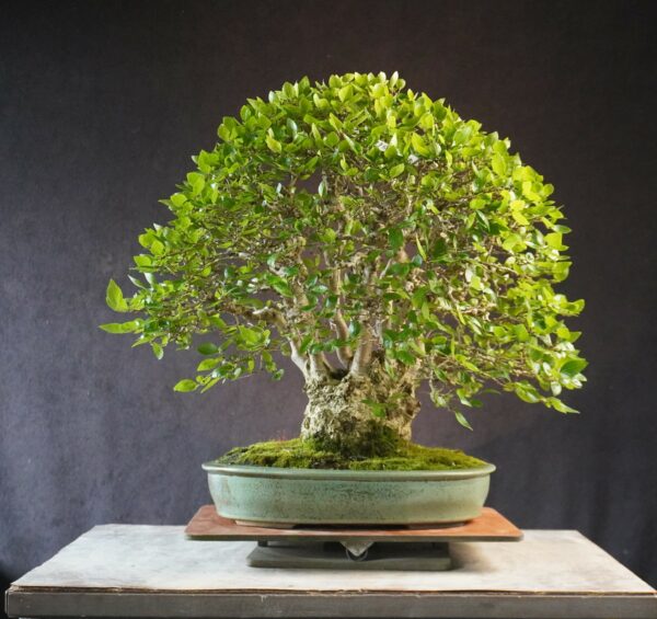 Carpinus turczanowii | 48 cm | Japan | Majestic Multi-Trunk Korean Hornbeam with Natural Presence