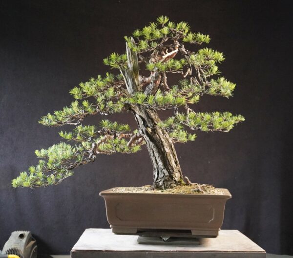 Pinus sylvestris | 70 cm | Polen - Afbeelding 2