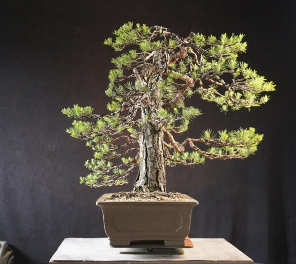 Pinus sylvestris | 70 cm | Polen - Afbeelding 3