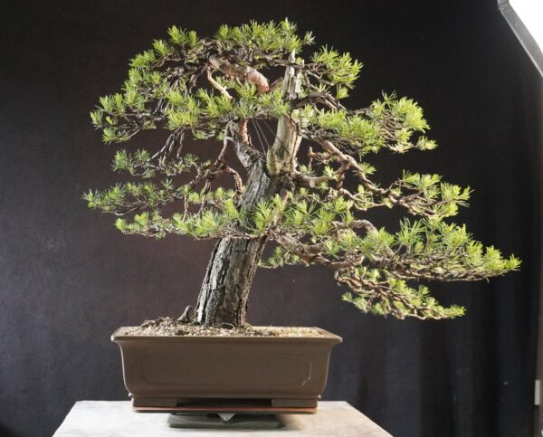 Pinus sylvestris | 70 cm | Polen - Afbeelding 4