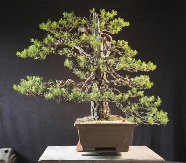 Pinus sylvestris | 70 cm | Polen - Afbeelding 5