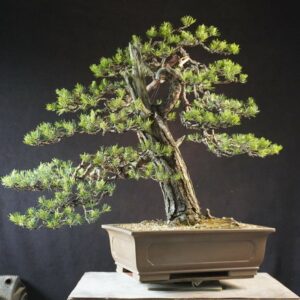 Pinus sylvestris | 70 cm | Polen