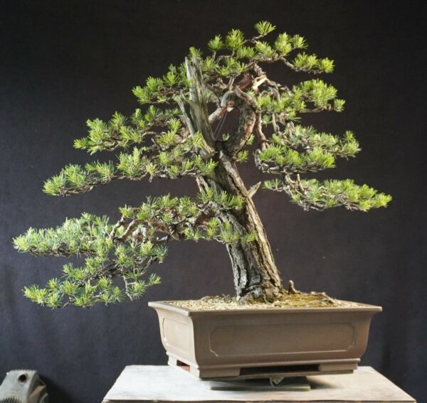 Pinus sylvestris | 70 cm | Polen