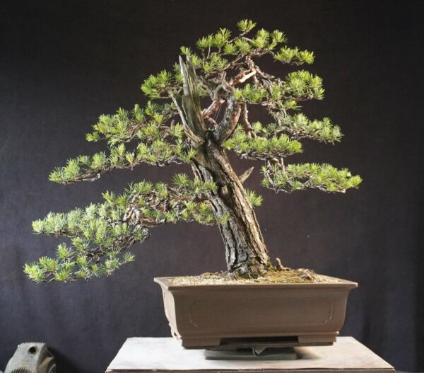 Pinus sylvestris | 70 cm | Polen - Afbeelding 6