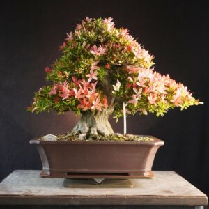 Satsuki Azalea ‘Saikou’ | 44cm | Japan | Refined Elegance with Floral Brilliance