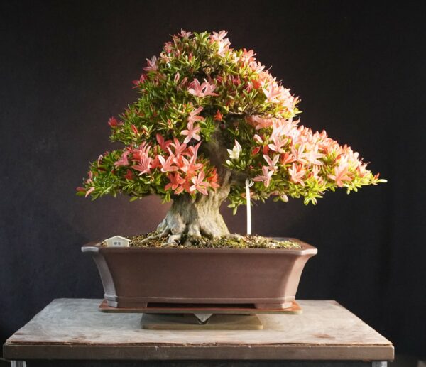 Satsuki Azalea ‘Saikou’ | 44cm | Japan | Refined Elegance with Floral Brilliance