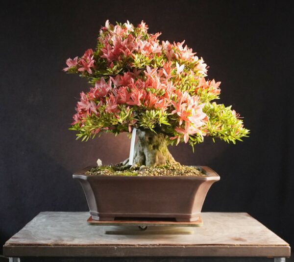 Satsuki Azalea ‘Saikou’ | 44cm | Japan | Refined Elegance with Floral Brilliance - Afbeelding 2