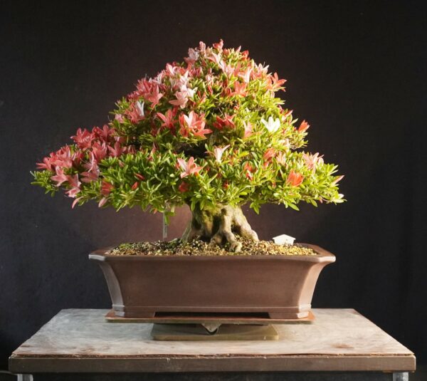 Satsuki Azalea ‘Saikou’ | 44cm | Japan | Refined Elegance with Floral Brilliance - Afbeelding 3
