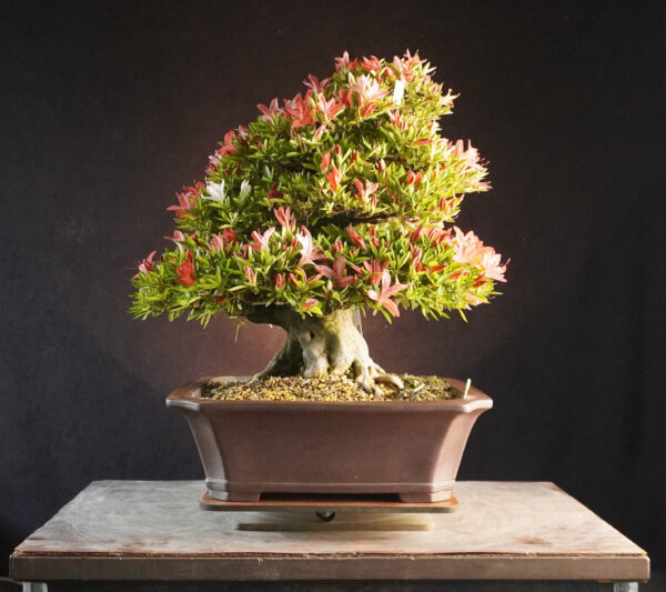 Satsuki Azalea ‘Saikou’ | 44cm | Japan | Refined Elegance with Floral Brilliance - Afbeelding 6