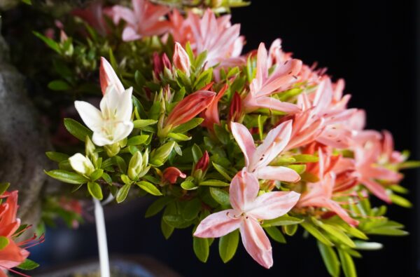 Satsuki Azalea ‘Saikou’ | 44cm | Japan | Refined Elegance with Floral Brilliance - Afbeelding 5