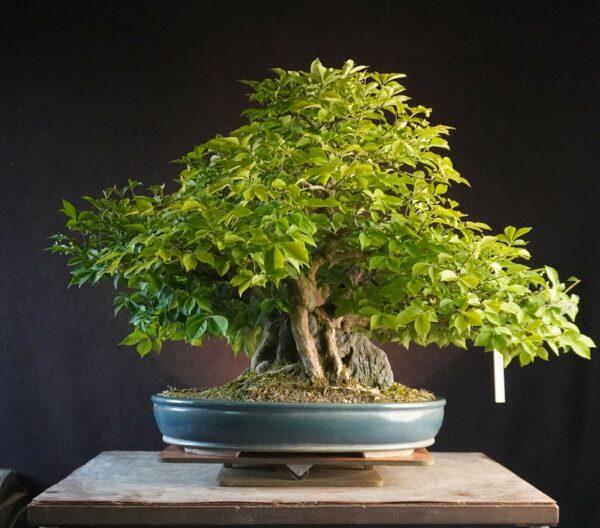 Euonymus alatus | 48 cm | Japan | Triple-Trunk Root-Over-Rock Composition with Fiery Autumn Drama
