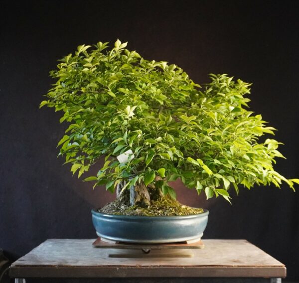 Euonymus alatus | 48 cm | Japan | Triple-Trunk Root-Over-Rock Composition with Fiery Autumn Drama - Afbeelding 2