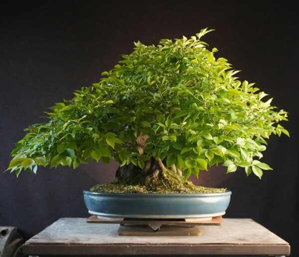 Euonymus alatus | 48 cm | Japan | Triple-Trunk Root-Over-Rock Composition with Fiery Autumn Drama - Afbeelding 3