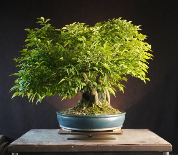 Euonymus alatus | 48 cm | Japan | Triple-Trunk Root-Over-Rock Composition with Fiery Autumn Drama - Afbeelding 4