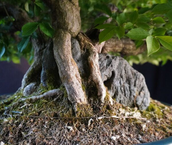 Euonymus alatus | 48 cm | Japan | Triple-Trunk Root-Over-Rock Composition with Fiery Autumn Drama - Afbeelding 5