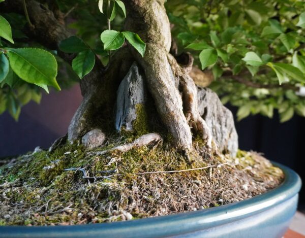 Euonymus alatus | 48 cm | Japan | Triple-Trunk Root-Over-Rock Composition with Fiery Autumn Drama - Afbeelding 6