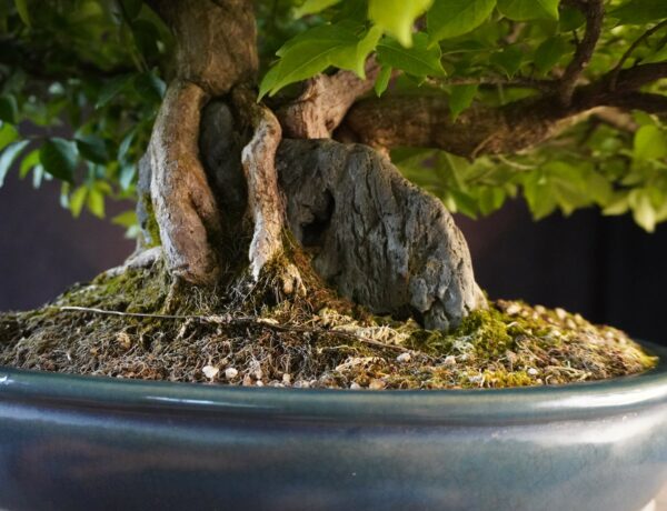 Euonymus alatus | 48 cm | Japan | Triple-Trunk Root-Over-Rock Composition with Fiery Autumn Drama - Afbeelding 7